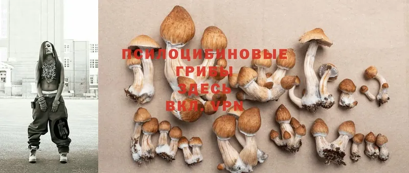 ОМГ ОМГ   сколько стоит  Кунгур  Псилоцибиновые грибы Psilocybe 